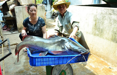 Hai con cá lăng dài 1 m mắc câu trên sông Sêrêpốk