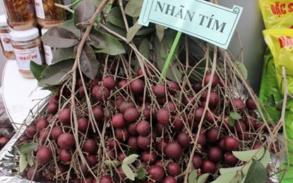 Chào mào bạch tạng, chim khuyên, ngô kim cương, rau củ tí hon, thú chơi, biến đổi gen, tay chơi, nghìn đô, su hào, nhãn tím, chào-mào-bạch-tạng, chim-khuyên, ngô-kim-cương, rau-củ-tí-hon, thú-chơi, biến-đổi-gen, tay-chơi, nghìn-đô, su-hào, nhãn-tím