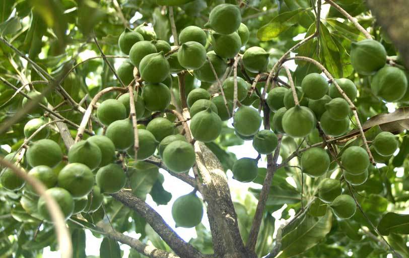 Mua bảo hiểm cho Mắc ca, không để nông dân thiệt