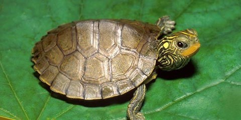 Thần dược rùa vàng 300 triệu/kg ở Thanh Hóa