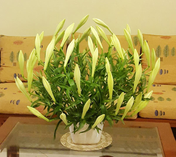 Chị em hào hứng cắm loa kèn say lòng người