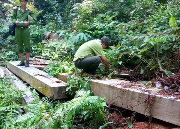 Bắt giam 4 đối tượng trong vụ phá rừng ở Đà Nẵng