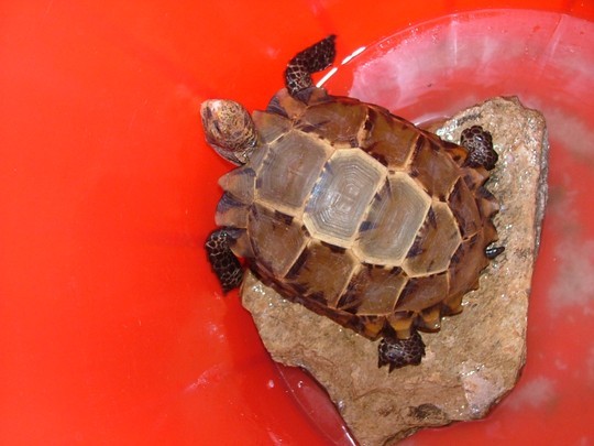 Rùa “lạ” xuất hiện ở đình làng, dân kéo nhau đi xem