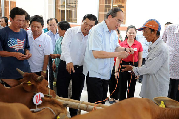 Chủ tịch MTTQ tặng bò cho nông dân nghèo