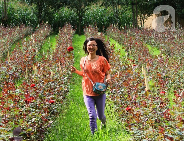 Về Phó Bảng ngắm thung lũng hoa hồng