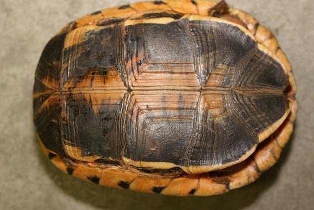 Loài rùa thần dược Việt Nam sang Trung Quốc giá cả tỷ đồng