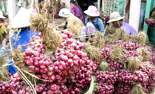 Thảm cảnh 'vương quốc' hành tím miền Tây