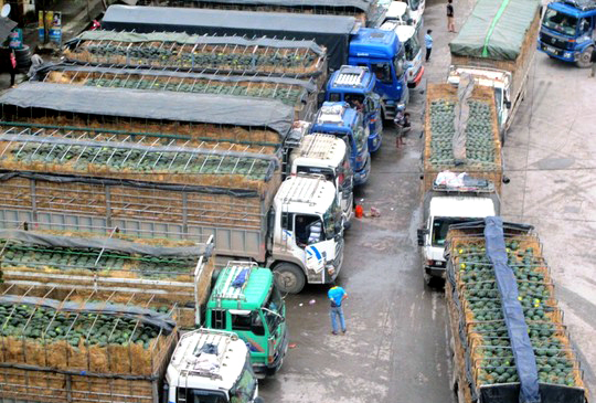 hành tím, dưa hấu, miền Trung, ùn tắc, Tân Thanh, cửa khẩu, ủng hộ, nông dân, thu mua, hải quan, Trần Thanh Hải, hành-tím, dưa-hấu, miền-Trung, Tân-Thanh, cửa-khẩu, ủng-hộ, nông-dân, thu-mua, hải-quan, Lạng-Sơn, Bộ-Công-Thương, Cục-Xuất-nhập-khẩu, Trần-Th