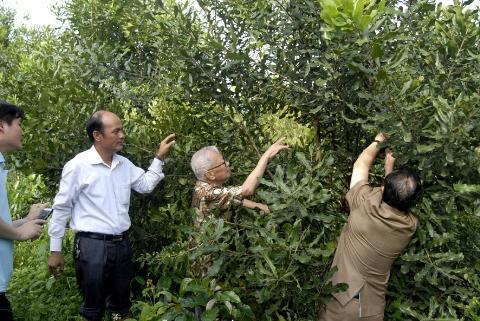 Bộ NN-PTNT ủng hộ thành lập Hiệp hội Mắc ca Việt Nam