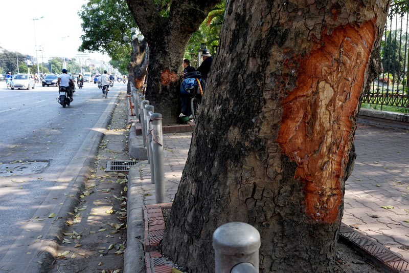 Thời sự trong ngày: Vết chém lạ trên hàng cổ thụ HN