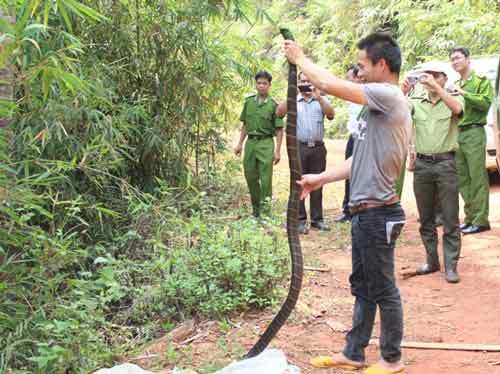 Phạm nhân bị hổ mang chúa dài 3m cắn tử vong