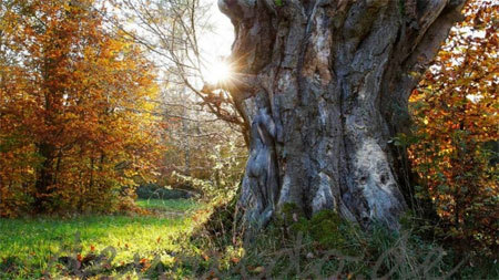 Chùm ảnh người mẫu khỏa thân hòa vào thiên nhiên