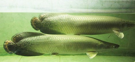 Đại gia bị mất trộm hai con cá Hải tượng trăm triệu
