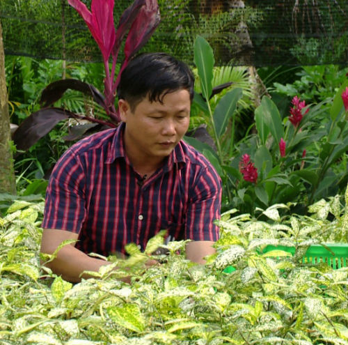 Chàng gàn Bến Tre: Bán lá cây thu 5 tỷ