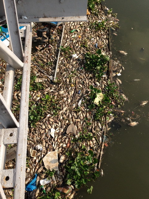 TP.HCM : Cá chết nổi trắng kênh Nhiêu Lộc