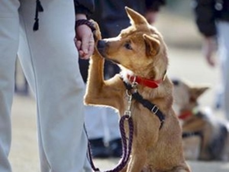 Nhật: Giáo dục trẻ vị thành niên phạm pháp bằng chó hoang
