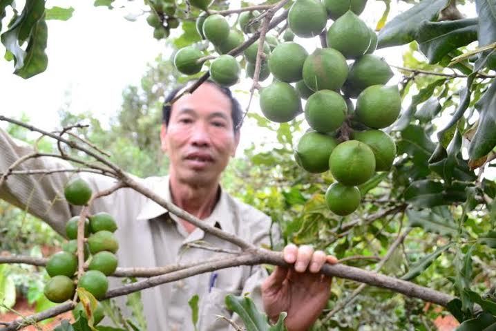 Học Mỹ trồng mắc ca: Lạc quan đừng quên cẩn trọng