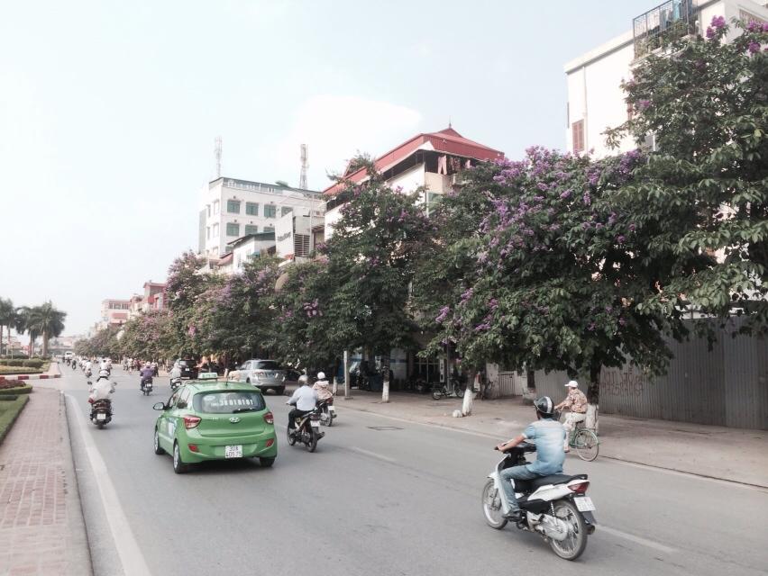 Sao Hà Nội không ‘nhân rộng’ con đường hoa bằng lăng?
