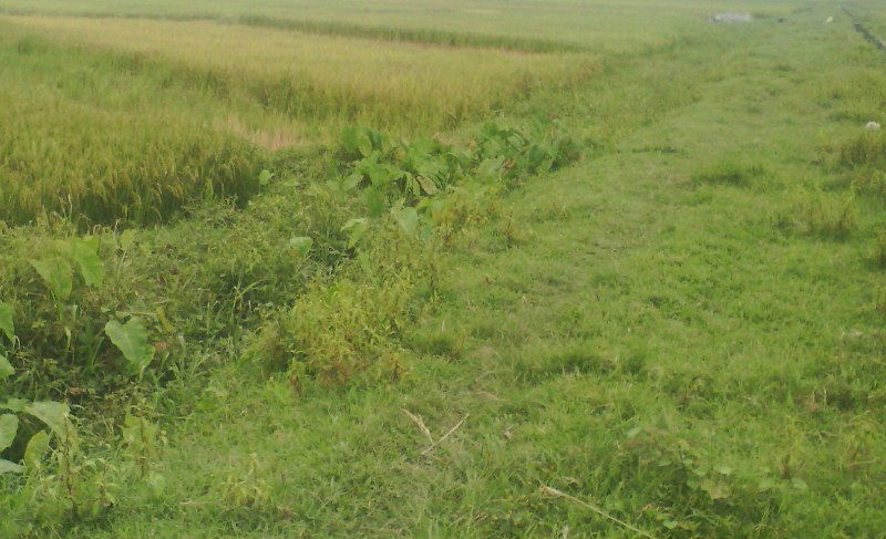 Thi thể nam thanh niên dưới ruộng lúa