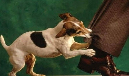 Thư ngỏ gửi các anh cẩu tặc...