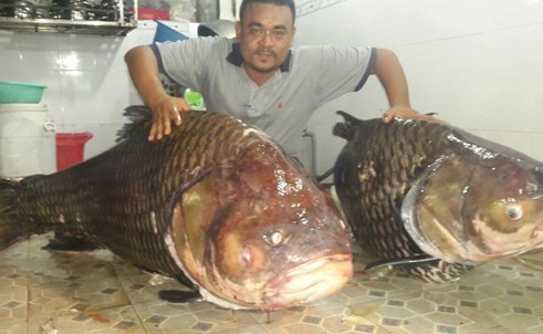 Đại gia Sài Thành xẻ thịt cặp cá hô khủng 250kg của Lào