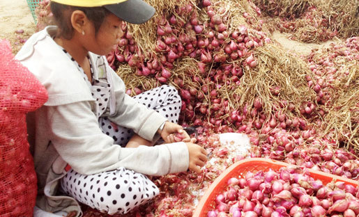 Thực hư hàng trăm người mù vì bóc hành tím