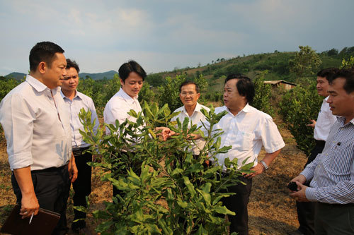 Mắc ca: 'Người chơi chính