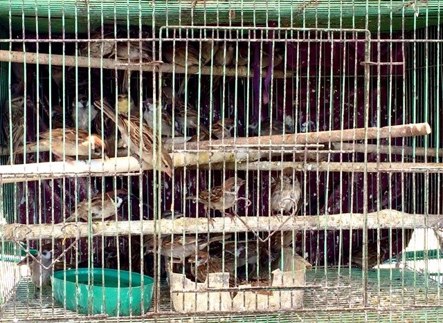 Tận diệt chim sẻ