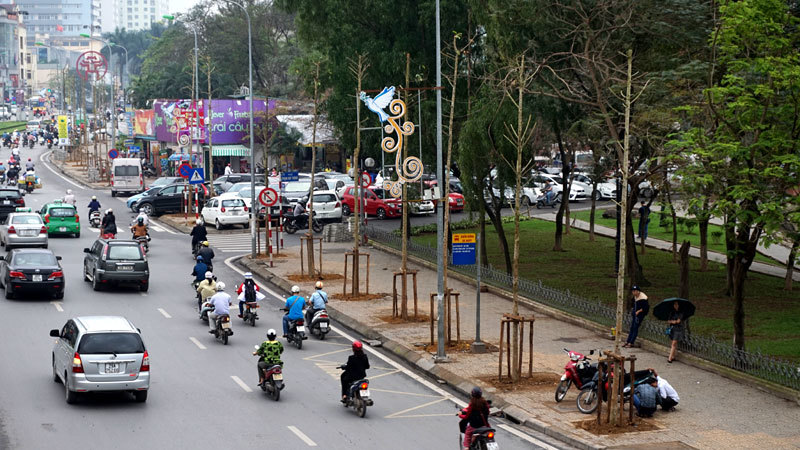 HN công bố kết luận thanh tra vụ cây xanh