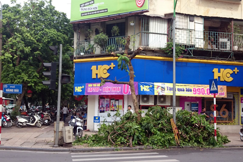 Triệu tập đôi nam nữ thuê người bức tử cây xanh