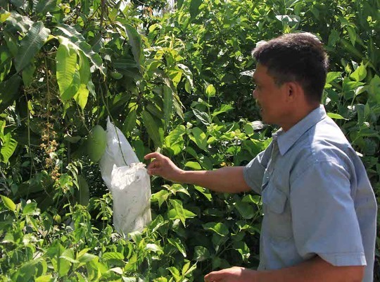 Túi bọc ma thuật: Biến quả xanh thành vàng ở miền Tây