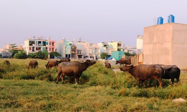 Chăn trâu bò kiếm trăm triệu giữa phố Sài thành