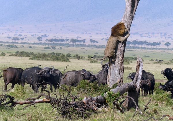 sư tử, nhút nhát, chúa sơn lâm, trâu rừng, trèo cây