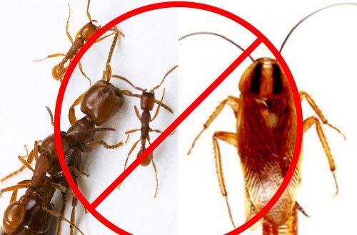 Tự chế thuốc diệt gián, kiến không độc hại tại nhà