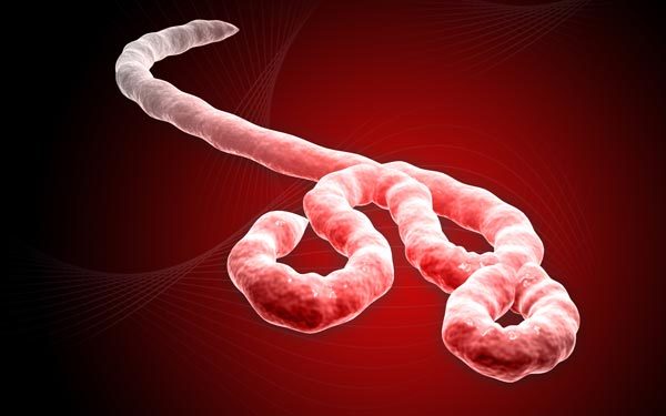 virus Ebola, gót Asin, nguy hiểm, nhất thế giới
