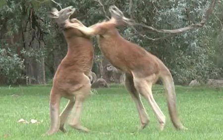 Cuộc huyết chiến nảy lửa giữa 2 đấu sĩ kangaroo