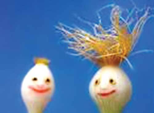 'Thần dược' cho quý ông và quý bà