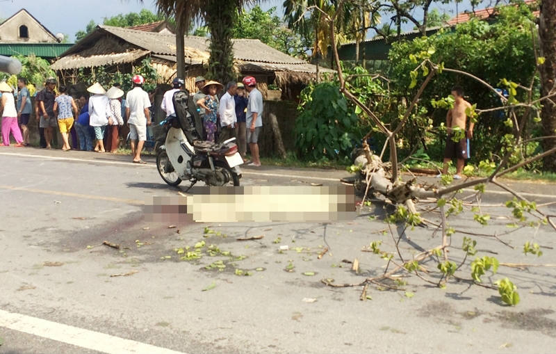 Gió lớn, cây ngô đồng bật gốc, đè chết người đi làm đồng