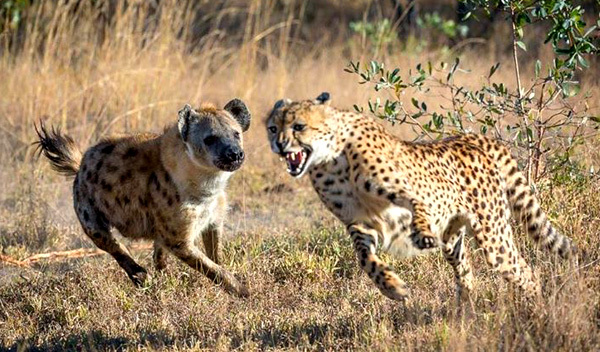 Báo Cheetah tung cú vả sấm sét vào đầu linh cẩu