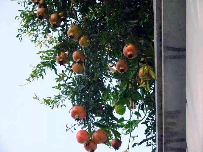 Dân Thủ đô trồng cả vườn quả sạch trên sân thượng