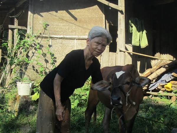 Bò của dân nghèo cũng 'lạc' vào nhà quan