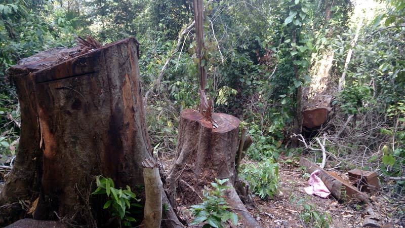 Bàng hoàng cảnh rừng đầu nguồn bị 'giết' không thương tiếc