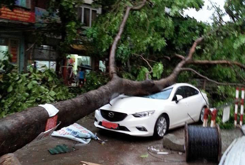 Dông cực lớn quật đổ cây, giật bay cửa sổ cao ốc