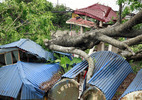 Thời sự tuần qua: 2 người chết, 1.000 cây đổ trong mưa lốc