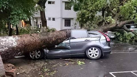 Cây đổ đè bẹp ôtô: Ai bồi thường cho khổ chủ?