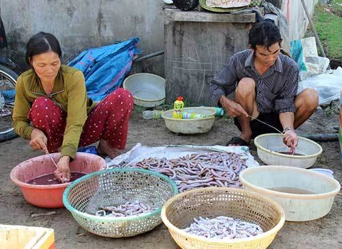 Người dân lại xới tung bãi biển tìm địa sâm bán cho thương lái TQ