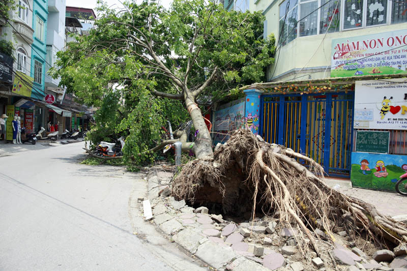 Sau siêu dông, nhiều ngôi nhà vẫn bị cây đè