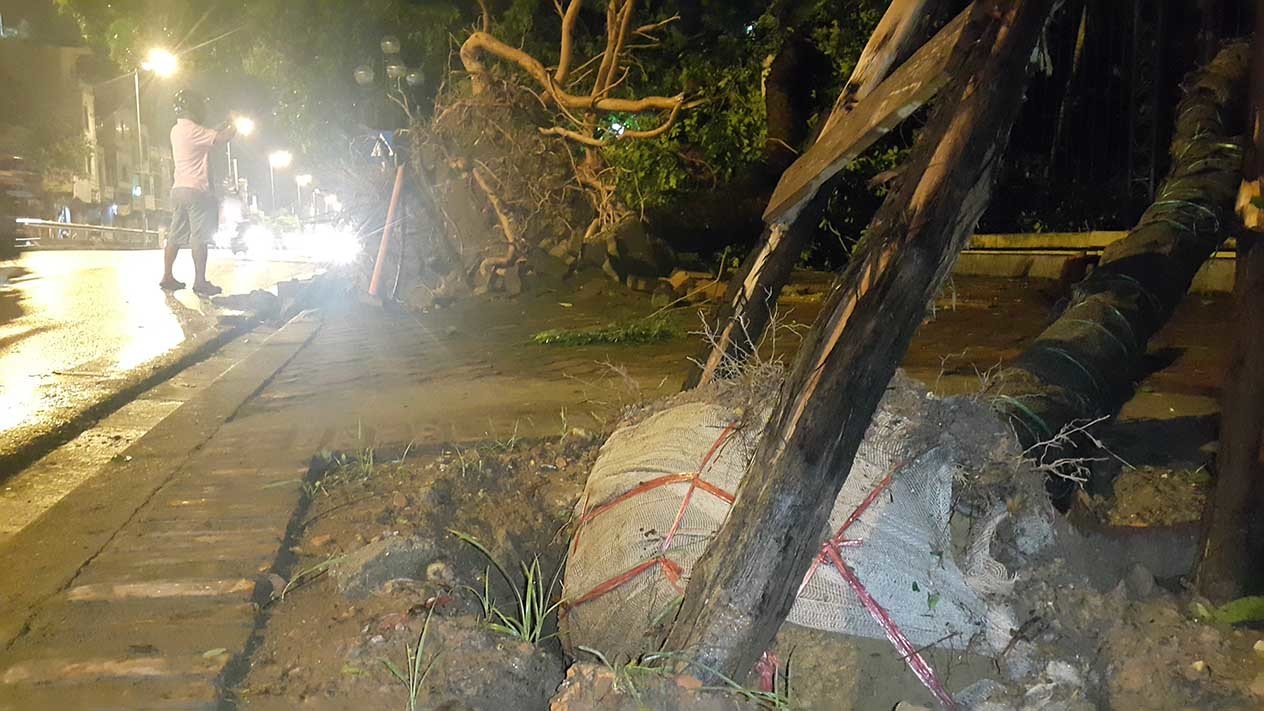 Trồng cây kiểu lạ lộ sau siêu dông: Không thể tin nổi!