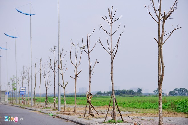 Cây chết hàng loạt trên tuyến đường 6.600 tỷ