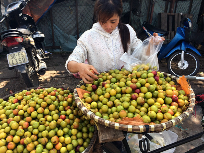 Mận Tàu đội lốt Sapa: Hà thành đua nhau ăn quả lừa